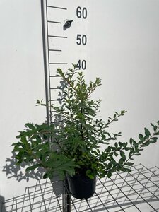 Spiraea nipp. 'Snowmound' geen maat specificatie cont. 1,3L - afbeelding 1