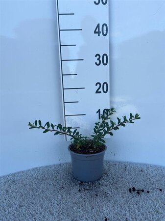 Spiraea nipp. 'Snowmound' geen maat specificatie cont. 1,3L