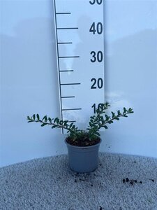 Spiraea nipp. 'Snowmound' geen maat specificatie cont. 1,3L