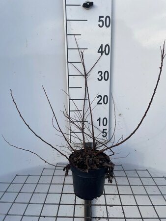 Spiraea nipp. 'Snowmound' geen maat specificatie cont. 1,3L - afbeelding 2