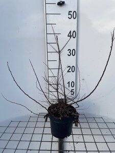 Spiraea nipp. 'Snowmound' geen maat specificatie cont. 1,3L - afbeelding 2