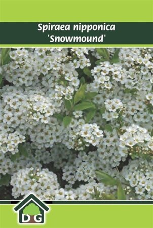 Spiraea nipp. 'Snowmound' geen maat specificatie cont. 3,0L - afbeelding 1
