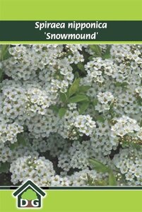 Spiraea nipp. 'Snowmound' geen maat specificatie cont. 3,0L - afbeelding 1