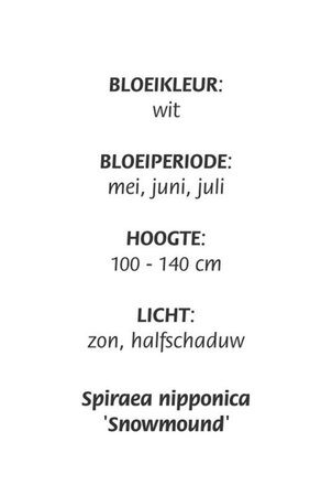 Spiraea nipp. 'Snowmound' geen maat specificatie cont. 3,0L - afbeelding 2