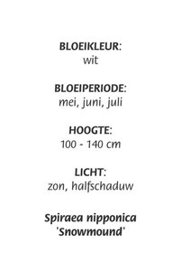 Spiraea nipp. 'Snowmound' geen maat specificatie cont. 3,0L - afbeelding 2