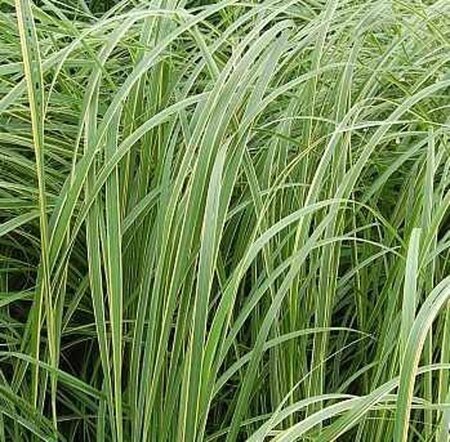 Spartina pectinata 'Aureomarginata' geen maat specificatie 0,55L/P9cm - image 2