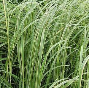 Spartina pectinata 'Aureomarginata' geen maat specificatie 0,55L/P9cm - image 2