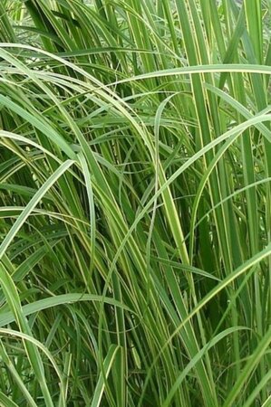 Spartina pectinata 'Aureomarginata' geen maat specificatie 0,55L/P9cm - image 1