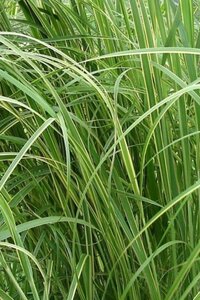 Spartina pectinata 'Aureomarginata' geen maat specificatie 0,55L/P9cm