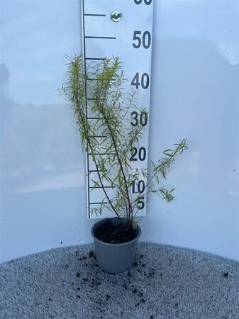 Spiraea thunbergii 30-40 cm cont. 1,3L