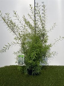 Spiraea thunbergii 30-40 cm cont. 3,0L - afbeelding 2