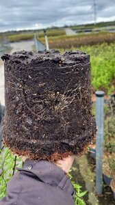 Spiraea thunbergii 40-50 cm cont. 5,0L