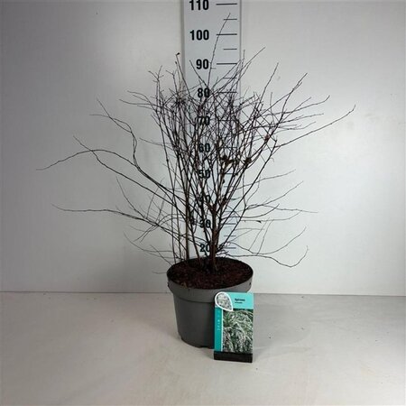 Spiraea vanhouttei 60-80 cm cont. 10L - afbeelding 2