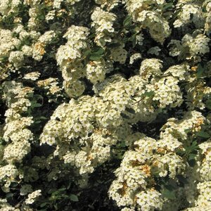 Spiraea vanhouttei 60-80 cm cont. 10L - afbeelding 2