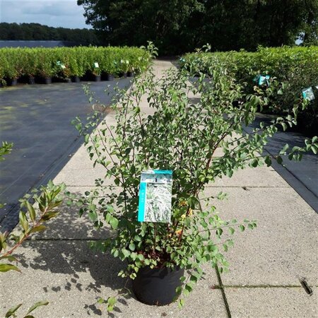 Spiraea vanhouttei 60-80 cm cont. 10L - afbeelding 3