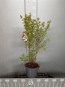 Spiraea vanhouttei 60-80 cm cont. 3,0L - afbeelding 2