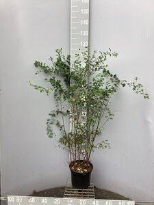 Spiraea vanhouttei 60-80 cm cont. 5,0L - afbeelding 2