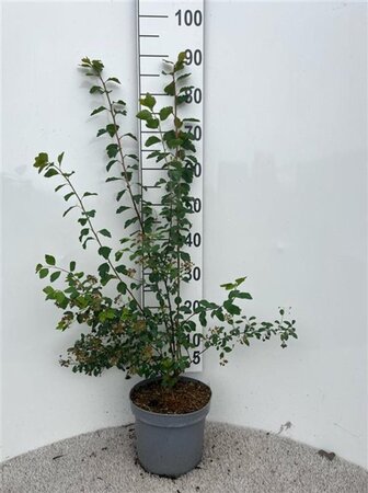 Spiraea vanhouttei 60-80 cm cont. 5,0L - afbeelding 2