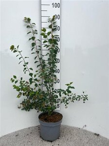 Spiraea vanhouttei 60-80 cm cont. 5,0L - afbeelding 2