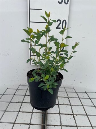 Spiraea vanhouttei geen maat specificatie cont. 1,3L - afbeelding 1