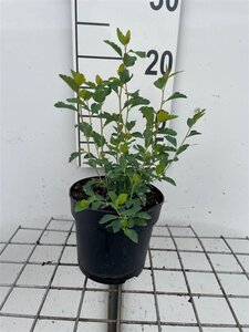 Spiraea vanhouttei geen maat specificatie cont. 1,3L - afbeelding 1