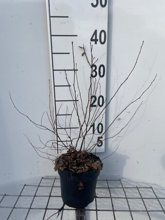 Spiraea vanhouttei geen maat specificatie cont. 1,3L - afbeelding 1