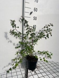 Spiraea vanhouttei geen maat specificatie cont. 1,3L - afbeelding 4