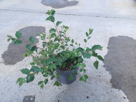 Spiraea vanhouttei geen maat specificatie cont. 1,3L - afbeelding 3