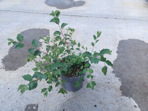 Spiraea vanhouttei geen maat specificatie cont. 1,3L - afbeelding 3