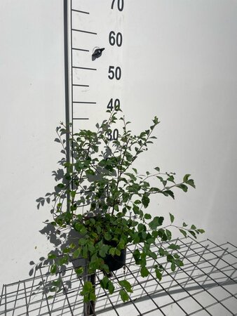 Spiraea vanhouttei geen maat specificatie cont. 1,3L - afbeelding 2