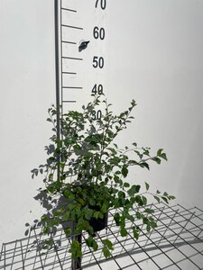 Spiraea vanhouttei geen maat specificatie cont. 1,3L