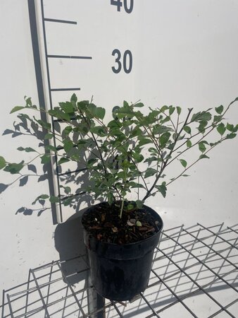 Spiraea vanhouttei geen maat specificatie cont. 1,3L - afbeelding 3