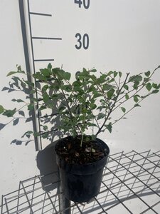 Spiraea vanhouttei geen maat specificatie cont. 1,3L - afbeelding 3