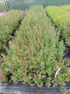 Spiraea vanhouttei geen maat specificatie cont. 1,5L