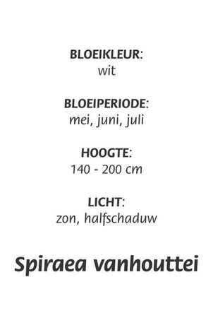 Spiraea vanhouttei geen maat specificatie cont. 3,0L - afbeelding 1