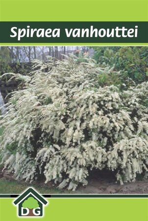 Spiraea vanhouttei geen maat specificatie cont. 3,0L - afbeelding 2