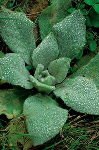 Stachys byzantina 'Big Ears' geen maat specificatie 0,55L/P9cm - afbeelding 3