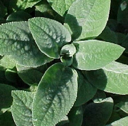 Stachys byzantina 'Big Ears' geen maat specificatie 0,55L/P9cm - afbeelding 4