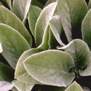 Stachys byzantina 'Cotton Boll' geen maat specificatie 0,55L/P9cm