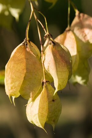 Staphylea colchica 40-60 cm container - afbeelding 1