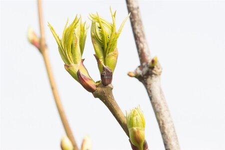 Staphylea colchica 80-100 cm container - afbeelding 6