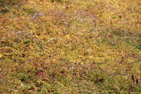 Stephanandra incisa 'Crispa' 30-50 cm cont. 3,0L - afbeelding 1