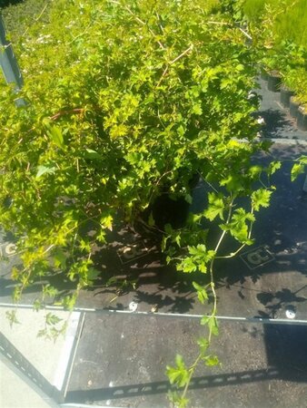 Stephanandra incisa 'Crispa' 30-50 cm cont. 3,0L - afbeelding 4