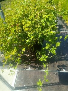 Stephanandra incisa 'Crispa' 30-50 cm cont. 3,0L - afbeelding 4