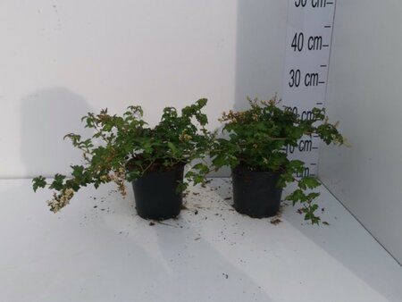 Stephanandra incisa 'Crispa' geen maat specificatie cont. 1L - afbeelding 1