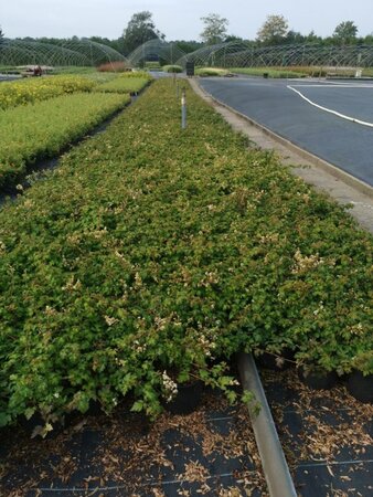 Stephanandra incisa 'Crispa' geen maat specificatie cont. 1L - afbeelding 2