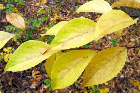 Styrax japonicus 100-125 cm container - afbeelding 5