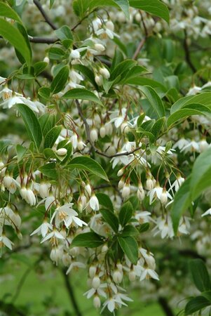 Styrax japonicus 40-60 cm container - afbeelding 2