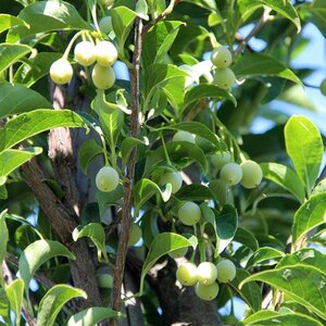 Styrax japonicus 80-100 cm container - afbeelding 3
