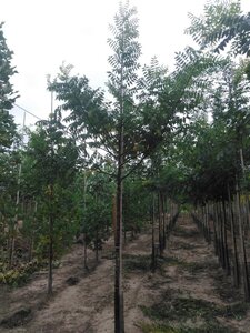 Styphnolobium j. 'Regent' 12-14 Hoogstam wortelgoed 2 X verplant - afbeelding 6